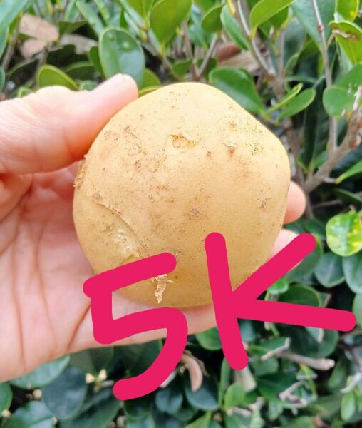 徳之島産新じゃがいも中サイズ5キロ