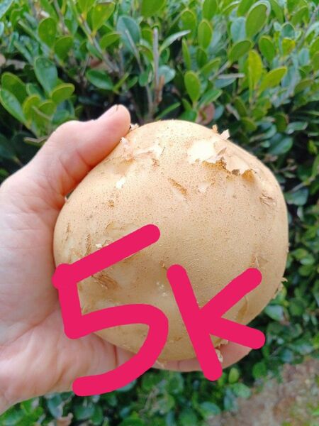 徳之島産新じゃがいも大サイズ5キロ