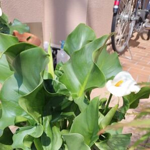 カラー白抜き苗2本