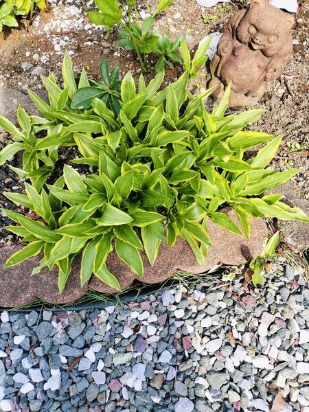 ギボウシ紫色抜き苗3本