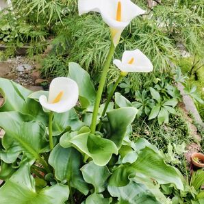 カラー白抜き苗2本