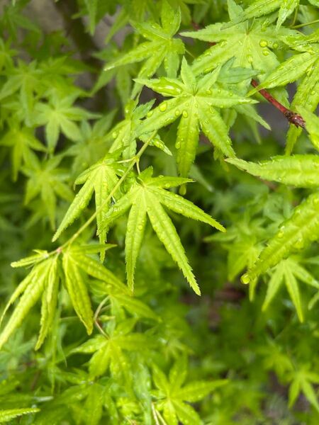 新緑のもみじの枝付き葉っぱ 完全無農薬 15枚