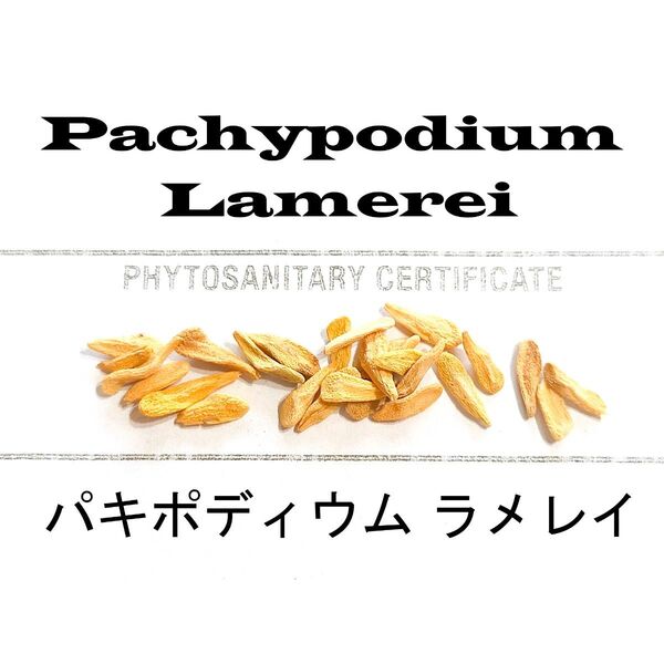 3月入荷 20粒+ パキポディウム ラメレイ 恵比寿笑 種子 種 証明書
