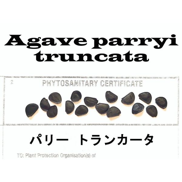 2月入荷 50粒+ ユッカ リギダ 種 種子 証明書あり