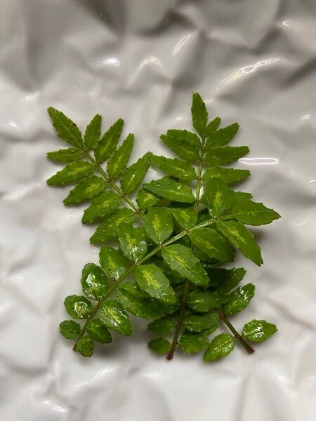 山椒の葉 100枚 無農薬