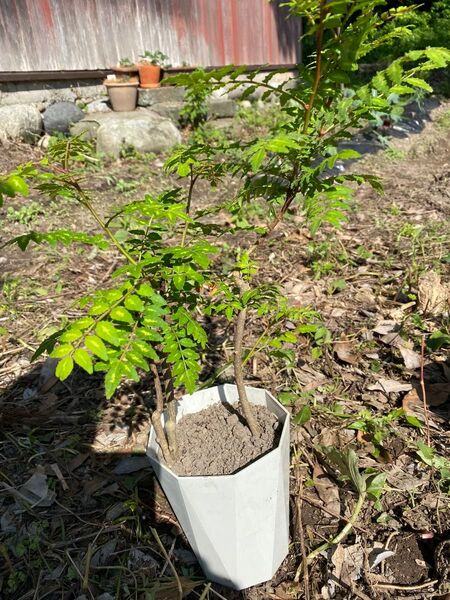 山椒苗木 葉山椒 40センチ以上 鉢植え 和物 天ぷら 添え物などに! 無農薬