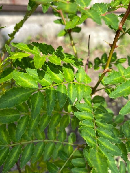 山椒苗木 鉢植え 料理に添えて 天ぷらにも! 無農薬 約50センチ