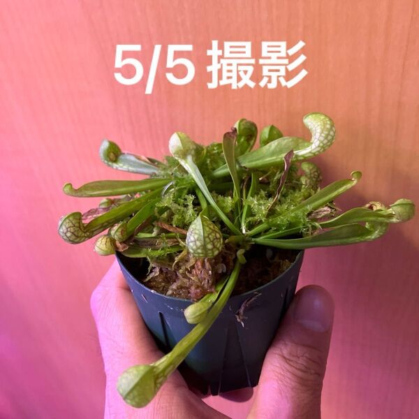 サラセニア Sarracenia psittacina Gianttok×psttacina ver. 実生株