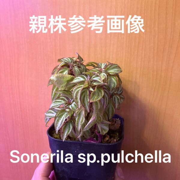 Sonerila sp.pulchella ソネリラ プルケラ 子株
