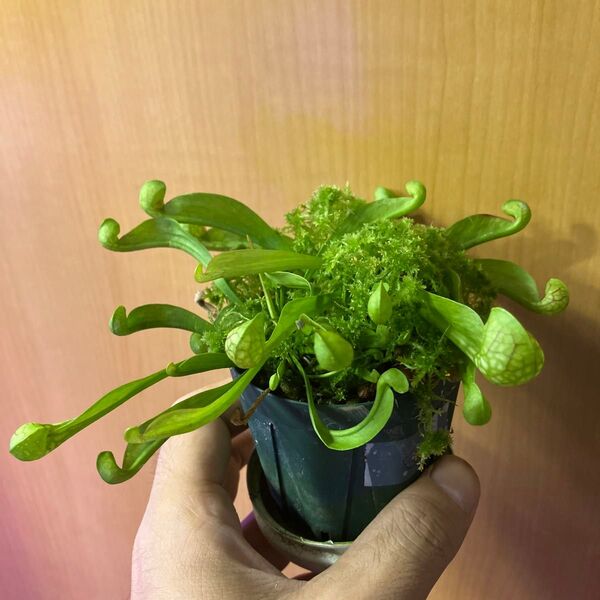 サラセニア Sarracenia psittacina Gianttok×psttacina ver. 実生株①