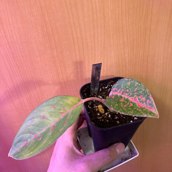 アグラオネマ ナイトスパーク Aglaonema