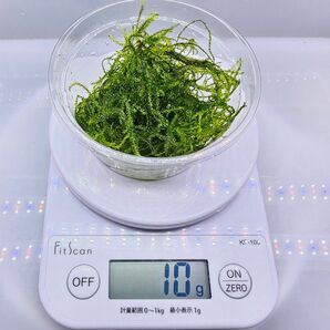 ウィローモス 1カップ分