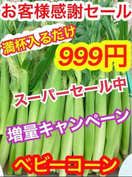 G508朝採り 山梨県産 ベビーコーン ヤングコーン ネコポス満杯 とうもろこし 約12本前後