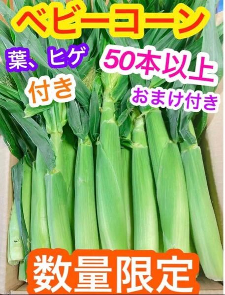 z50!ゲリラ出品!朝採り 山梨県産 ヤングコーン、ベビーコーン 50本以上 おまけ付き