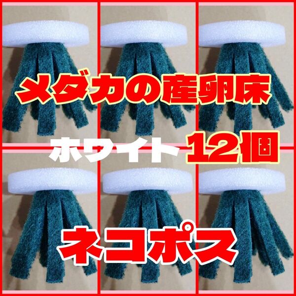 メダカ めだかの産卵床 ホワイト12個 研磨材なし