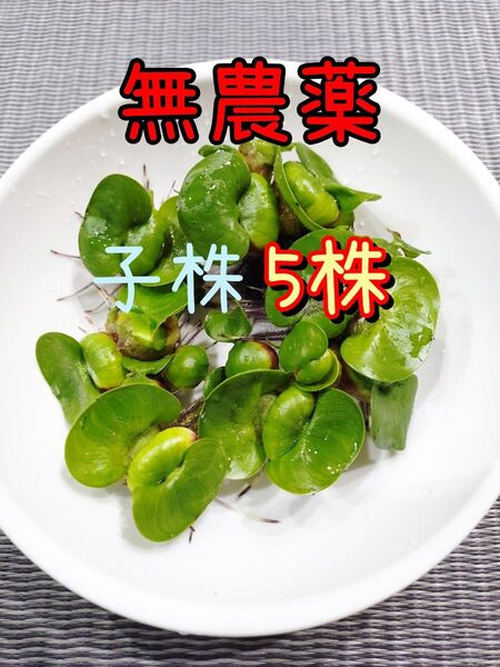 ホテイアオイ ホテイ草 めだか メダカ 子株5株