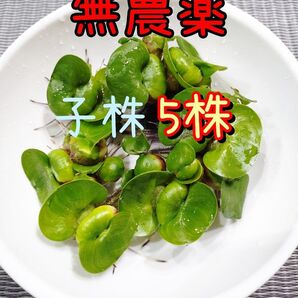 ホテイアオイ ホテイ草 めだか メダカ 子株5株