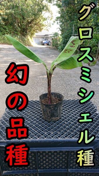【バナナ苗】幻の品種!グロスミシェルの苗1本(中幹20cm前後)【家庭菜園】