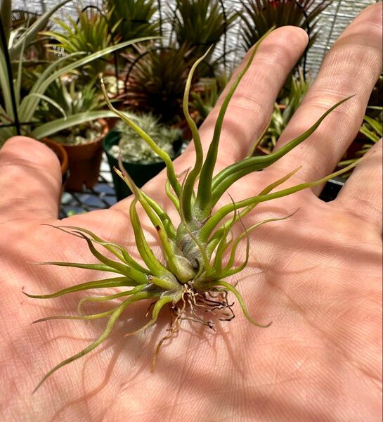 Tillandsia チランジア bullbosa mini blazil