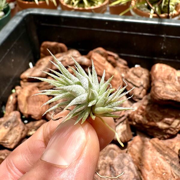 Tillandsia チランジア ionantha Mini Mouse ミニマウス