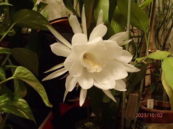 月下美人 さし穂(根無し) 2枚(本) 自家栽培品