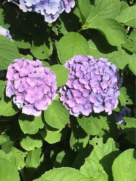 紫陽花 さし穂苗 自家栽培品 4本