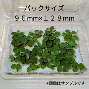 サルビニアククラータ 1パック