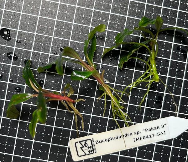 Bucephalandra sp. “Pakak 3” 【MF0417-5A】3株 ブセファランドラ