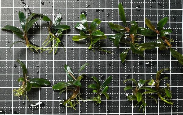 Bucephalandra sp.”kualakuayan Type1” 10株 ブセファランドラ クアラクアヤン1