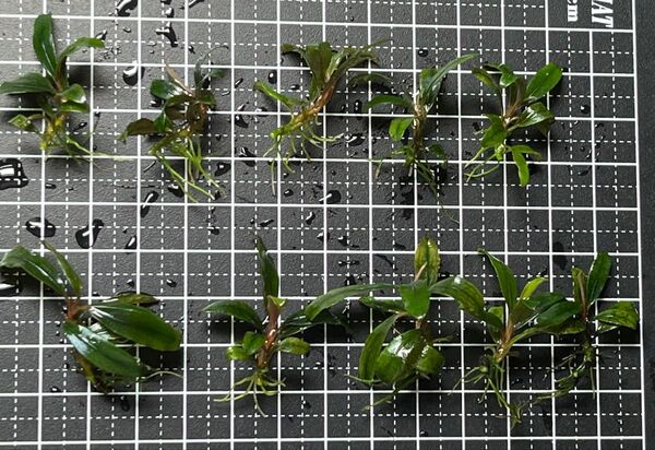 Bucephalandra sp.”kualakuayan Type1” 10株 ブセファランドラ クアラクアヤン1