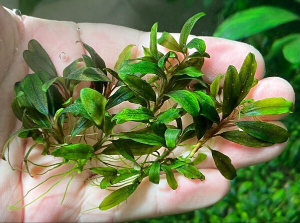 Bucephalandra sp.”kualakuayan Type1” 水中葉10株 クアラクアヤン1 ブセファランドラ