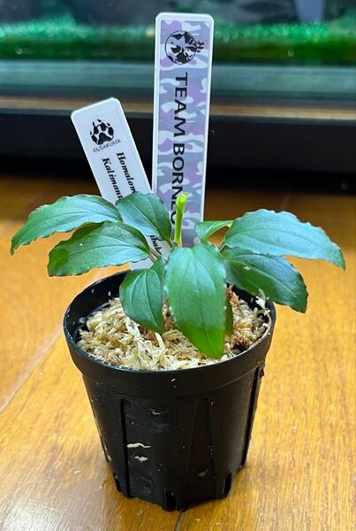 Homalomena sp. "Mahakam hulu" 【TB】 ホマロメナ マカハムフル