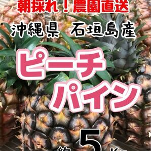 沖縄県石垣島産ピーチパイン約5キロ パイナップル