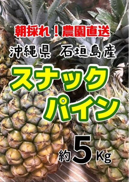 沖縄県石垣島産スナックパイン約5キロ