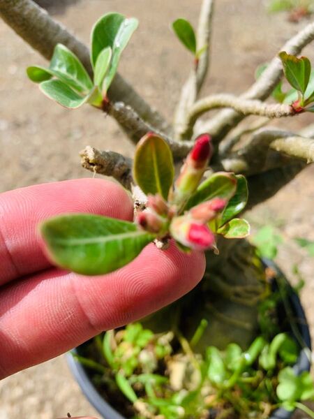 アデニウム・オベスム 砂漠の薔薇 塊根植物 沙漠瑰