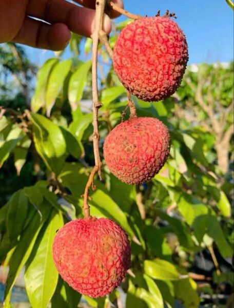 花付き!特大 ライチ取木苗木 レイシ 台湾玉荷苞 改良品種プリンセスの笑顔