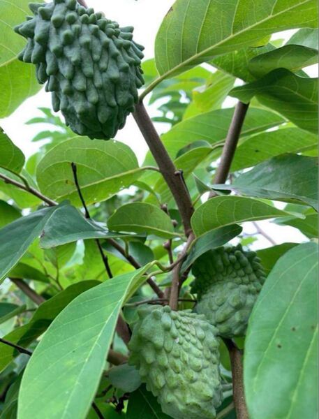 アテモヤ接木苗木(大) 鳳梨釋迦 森のアイスクリーム
