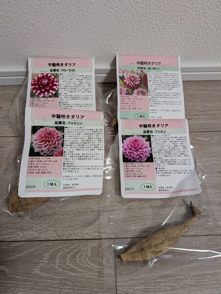 秋田ダリア 中輪咲きダリア 球根 4品種セット その1