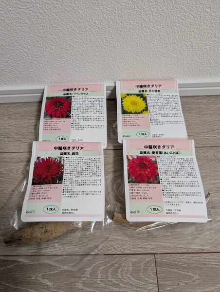 秋田ダリア 中輪咲きダリア 球根 4種セット その3