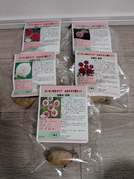 ポンポン咲きダリア 球根 5種セット