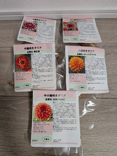 秋田ダリア 赤〜橙系色 小輪〜中輪咲き5品種セット