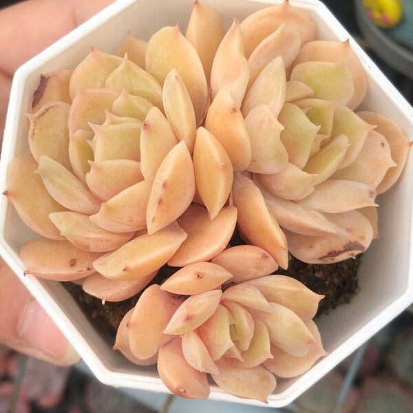ジェリー系 オレンジオウスロー 三頭苗 鉢付き発送 多肉植物 韓国苗 エケベリア