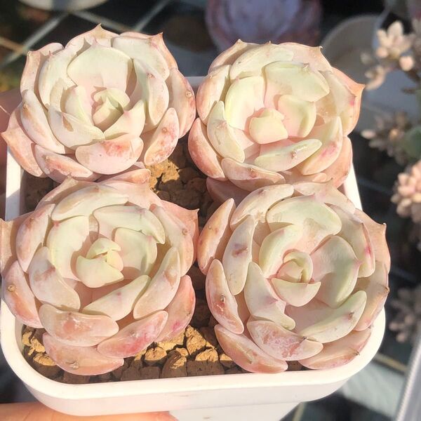 スノーラビットxローラ 小さ苗 多肉植物 4点セット エケベリア 韓国苗 カット苗