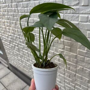 エピプレナム 抜き苗