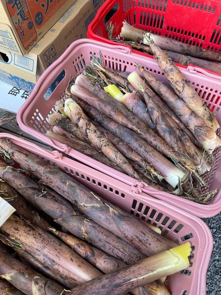茨城県産 破竹 約5キロ