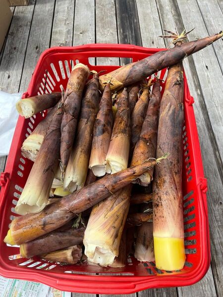 茨城県産 破竹 約5キロ