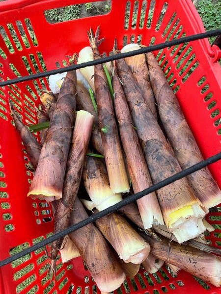 茨城県産 破竹 約5キロ