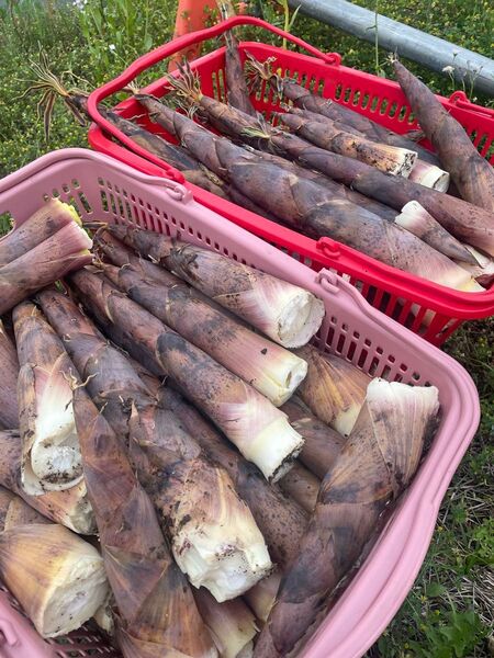 茨城県産 破竹 約5キロ