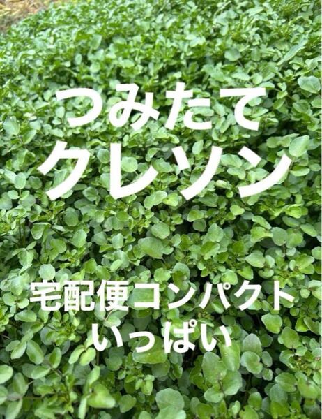 【新鮮】摘みたてのクレソン★宅配便ボックス