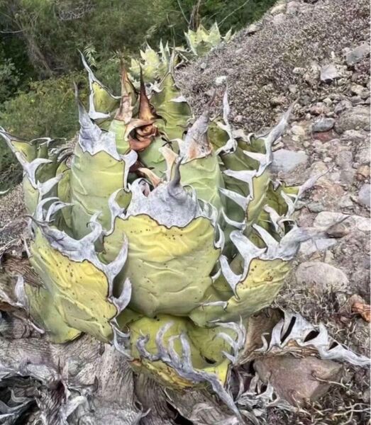 アガベ チタノタ モンタナージ オテロイ 種 50+2粒